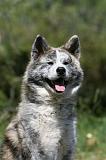 AKITA INU 415